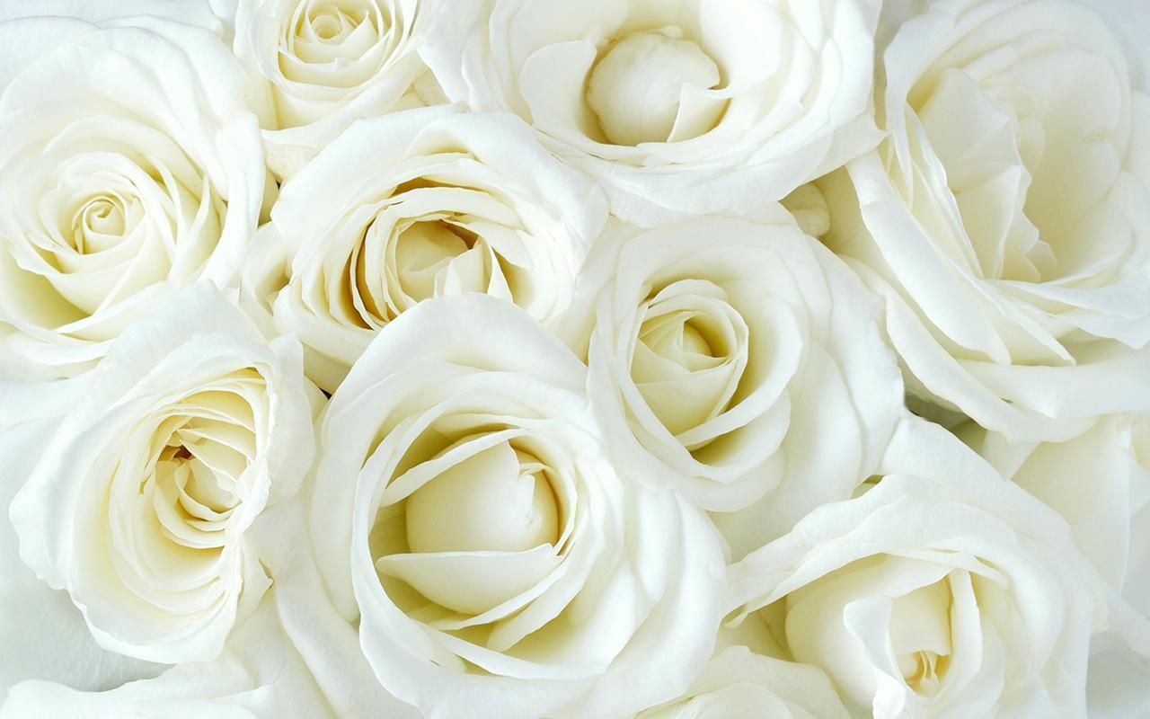 1280 x 800 · jpeg - White Roses Wallpapers - Wallpaper Cave