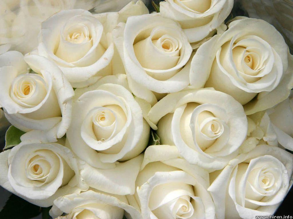 1024 x 768 · jpeg - White Roses.