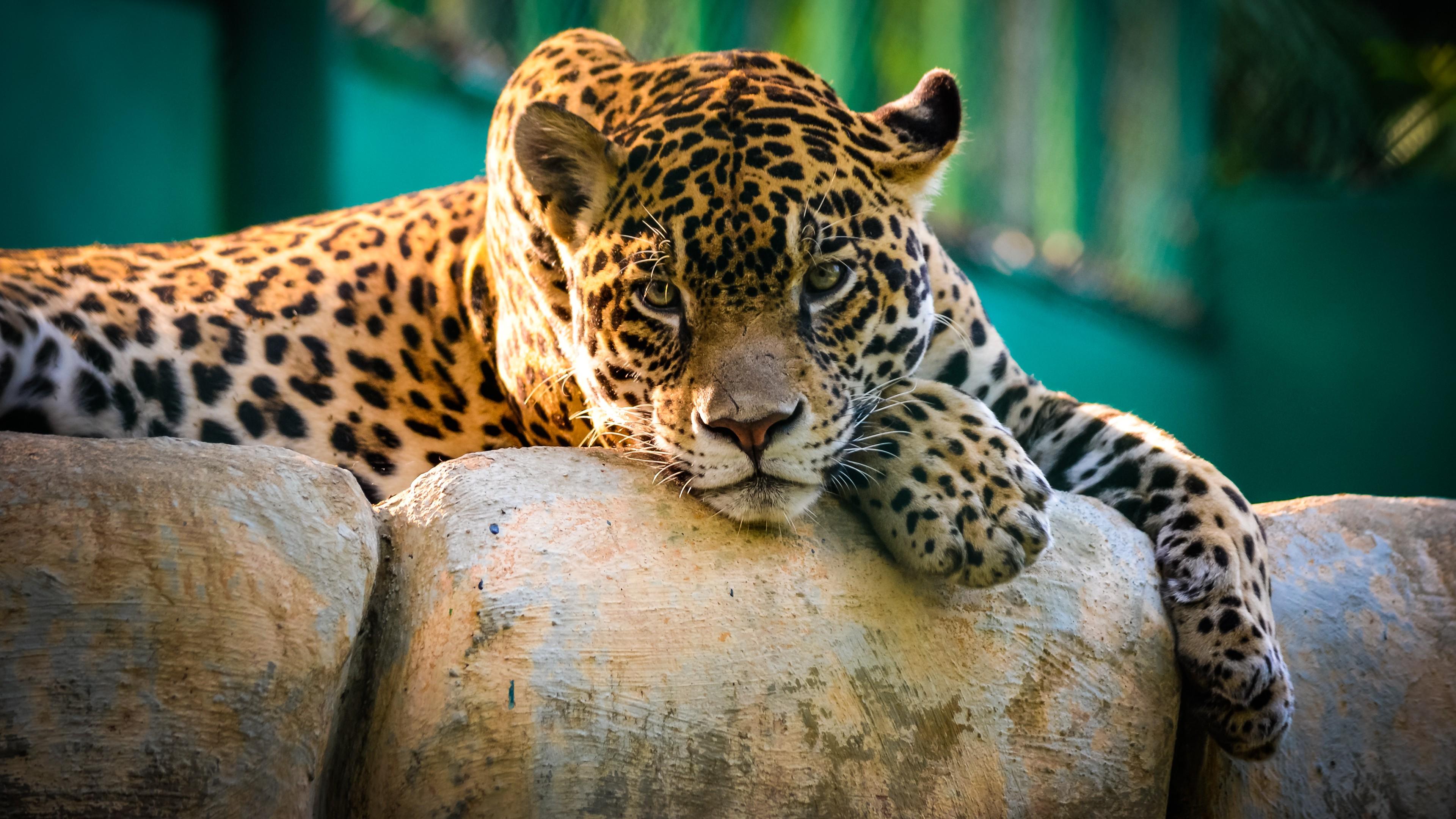 3840 x 2160 · jpeg - nature, Animals, Wildlife, Leopard Wallpapers HD / Desktop and Mobile ...