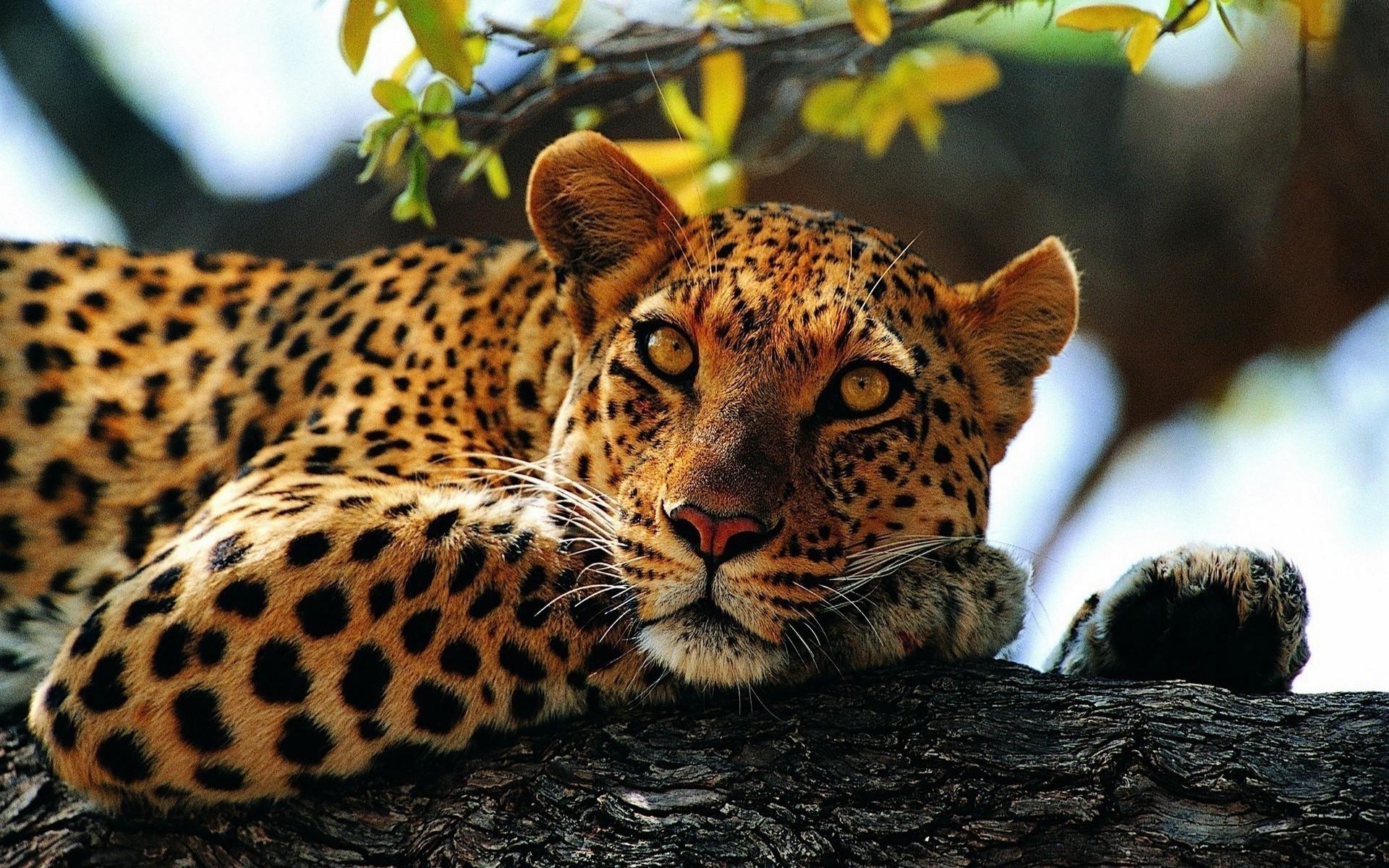 1920 x 1200 · jpeg - jaguars, Animals, Nature Wallpapers HD / Desktop and Mobile Backgrounds