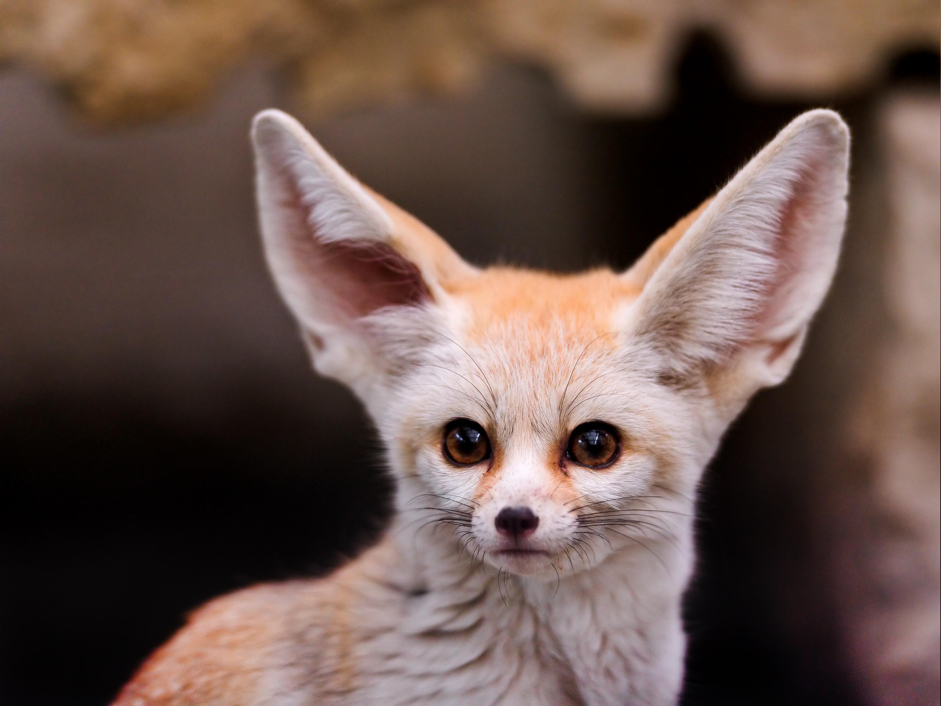 3218 x 2413 · jpeg - fennec, Animals Wallpapers HD / Desktop and Mobile Backgrounds