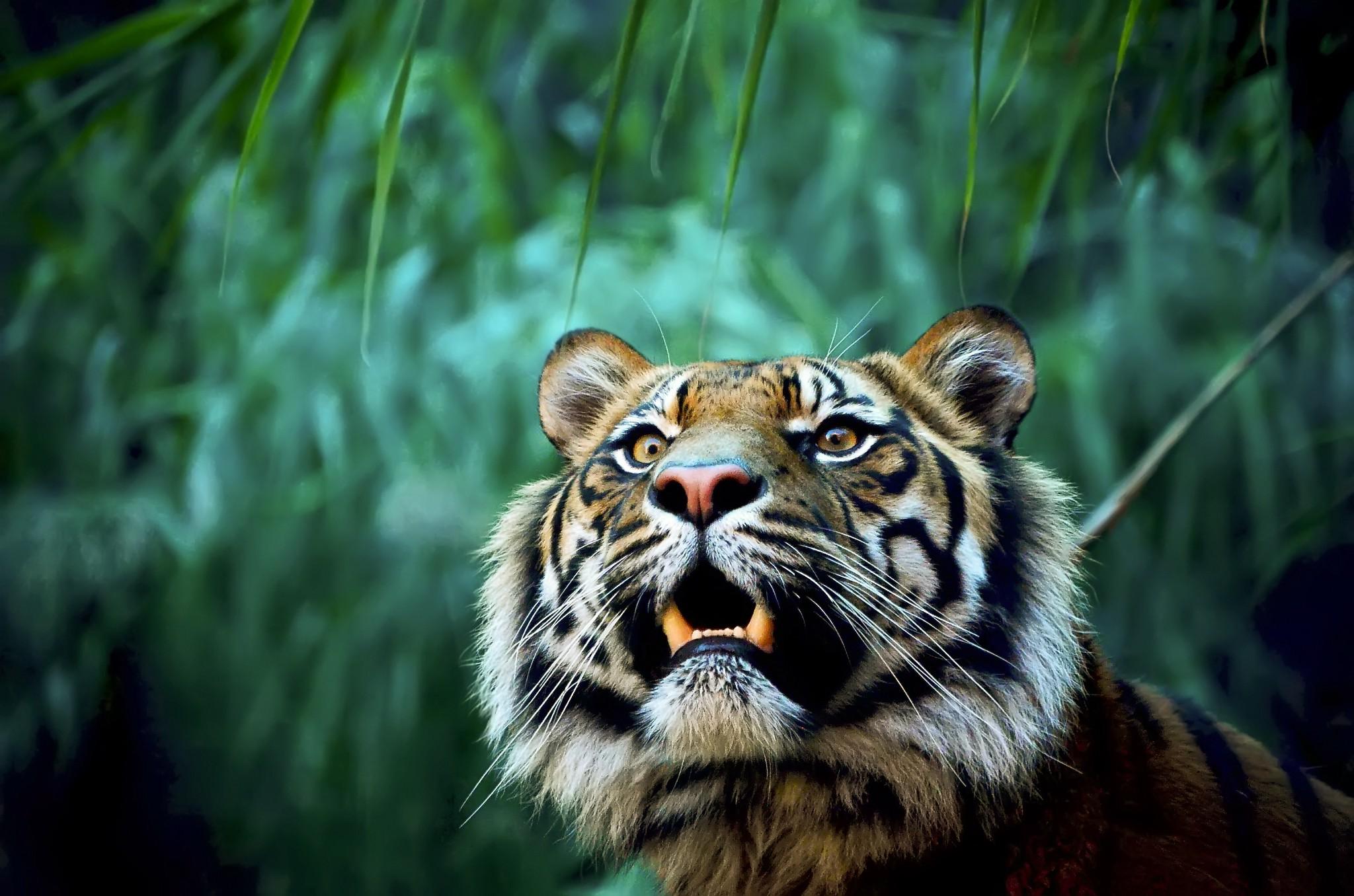 2048 x 1356 · jpeg - animals, Nature, Tiger Wallpapers HD / Desktop and Mobile Backgrounds