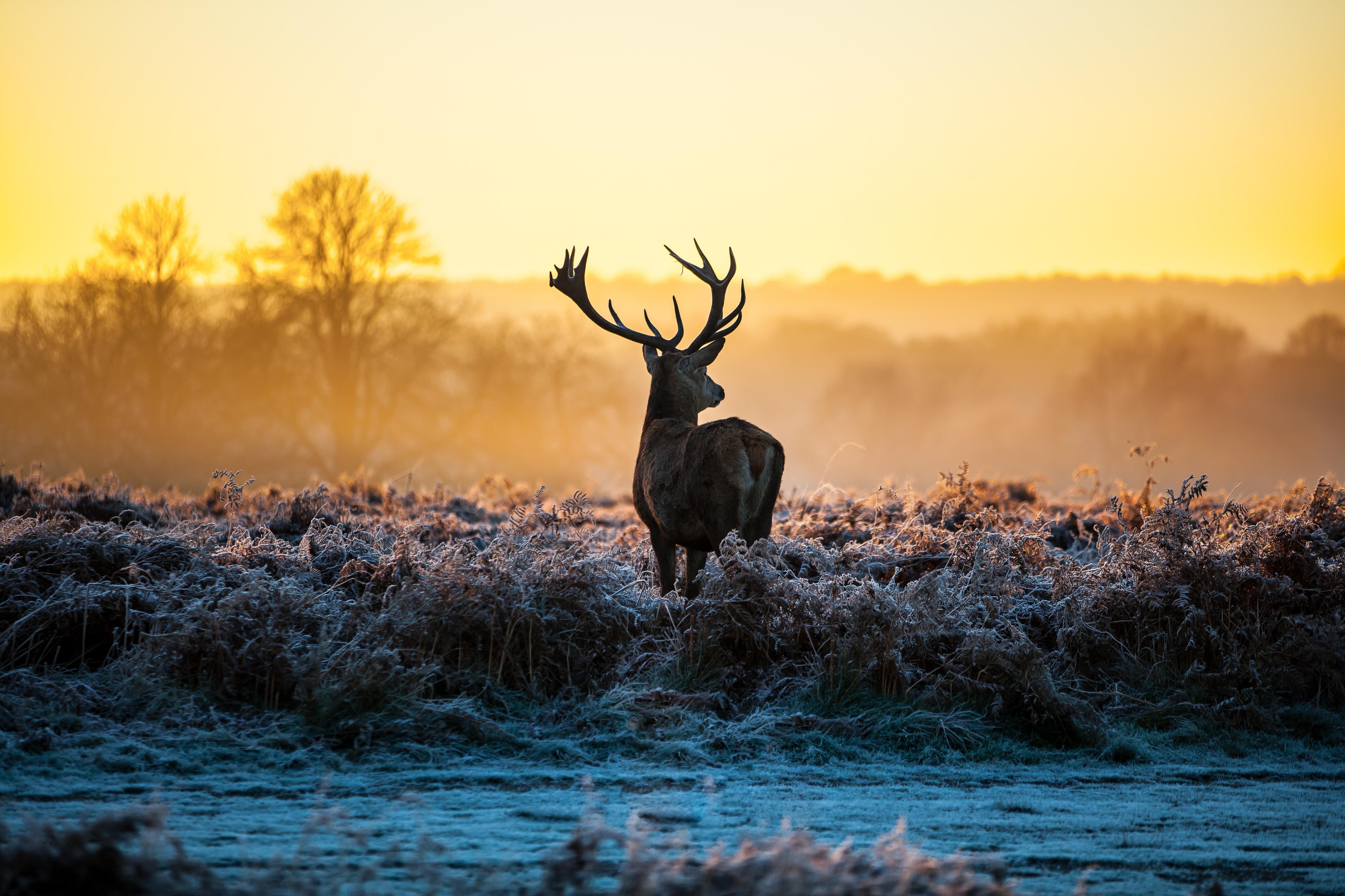 5616 x 3744 · jpeg - deer, Stags, Animals, Nature, Landscape, Sunlight, Morning, Frost ...