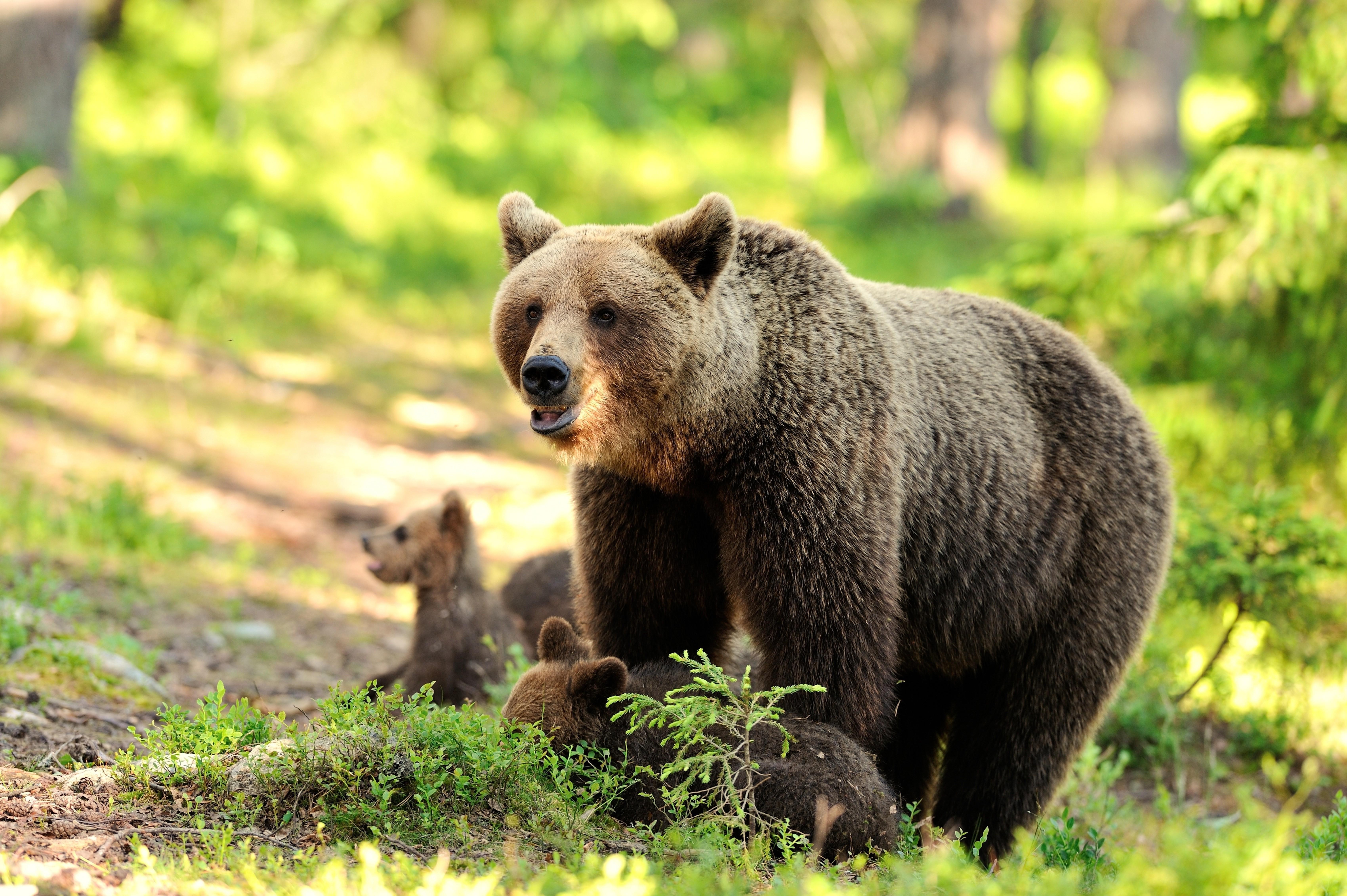 6800 x 4525 · jpeg - animals, Nature, Bears Wallpapers HD / Desktop and Mobile Backgrounds