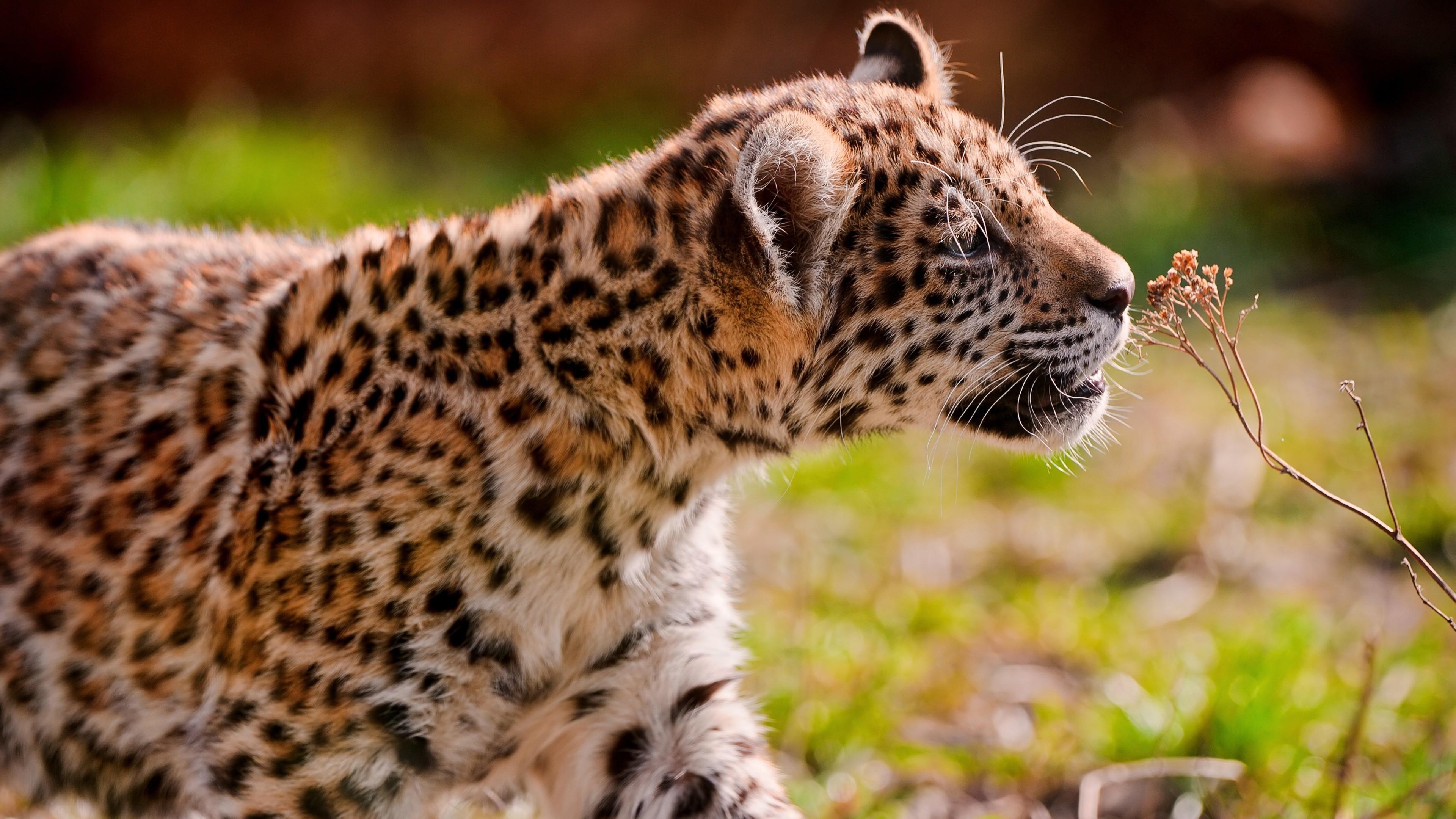 3840 x 2160 · jpeg - animals, Nature, Jaguars Wallpapers HD / Desktop and Mobile Backgrounds