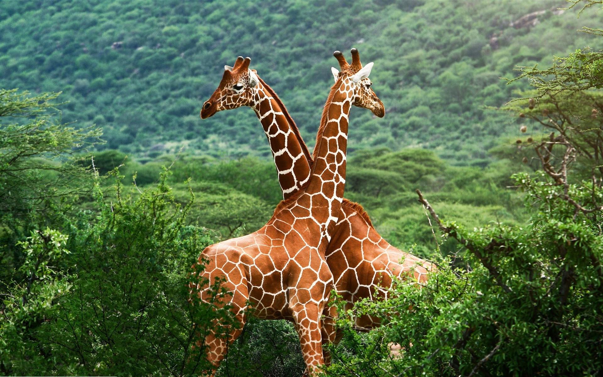 1920 x 1200 · jpeg - animals, Giraffes, Nature Wallpapers HD / Desktop and Mobile Backgrounds