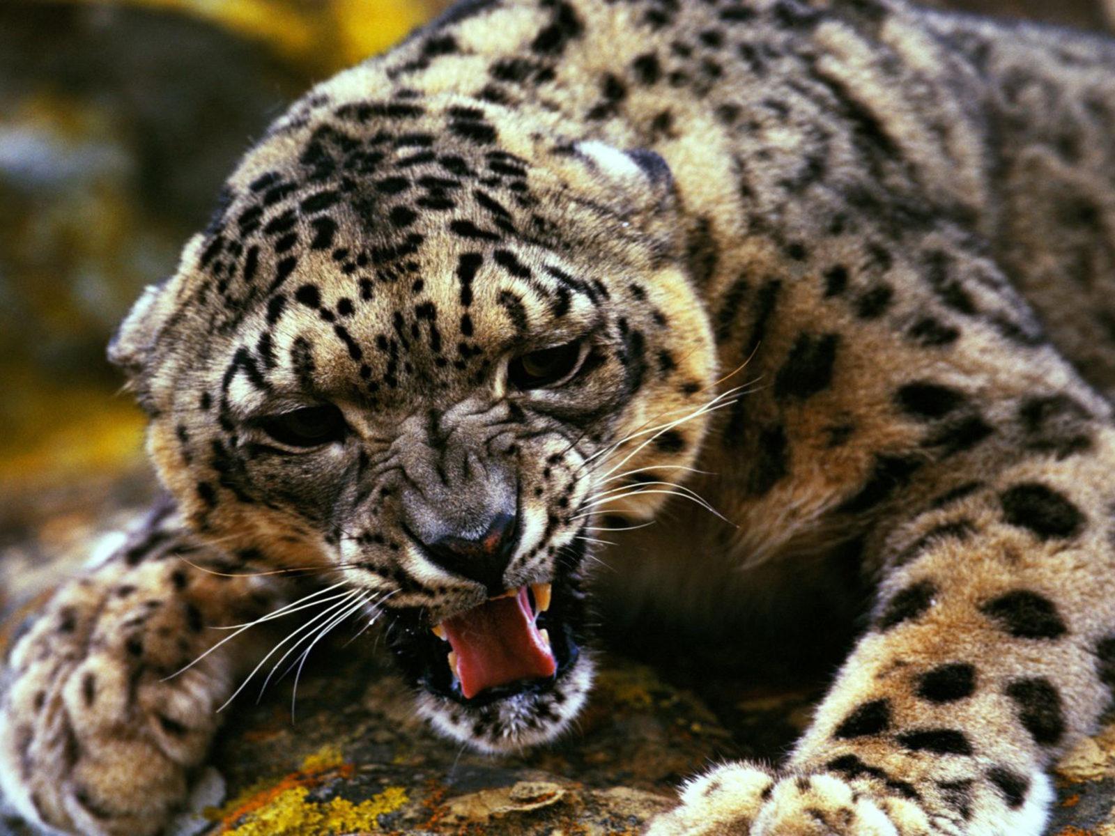 1600 x 1200 · jpeg - Gepard Animal Hd Wallpapers For Mobile Phones And Laptops ...