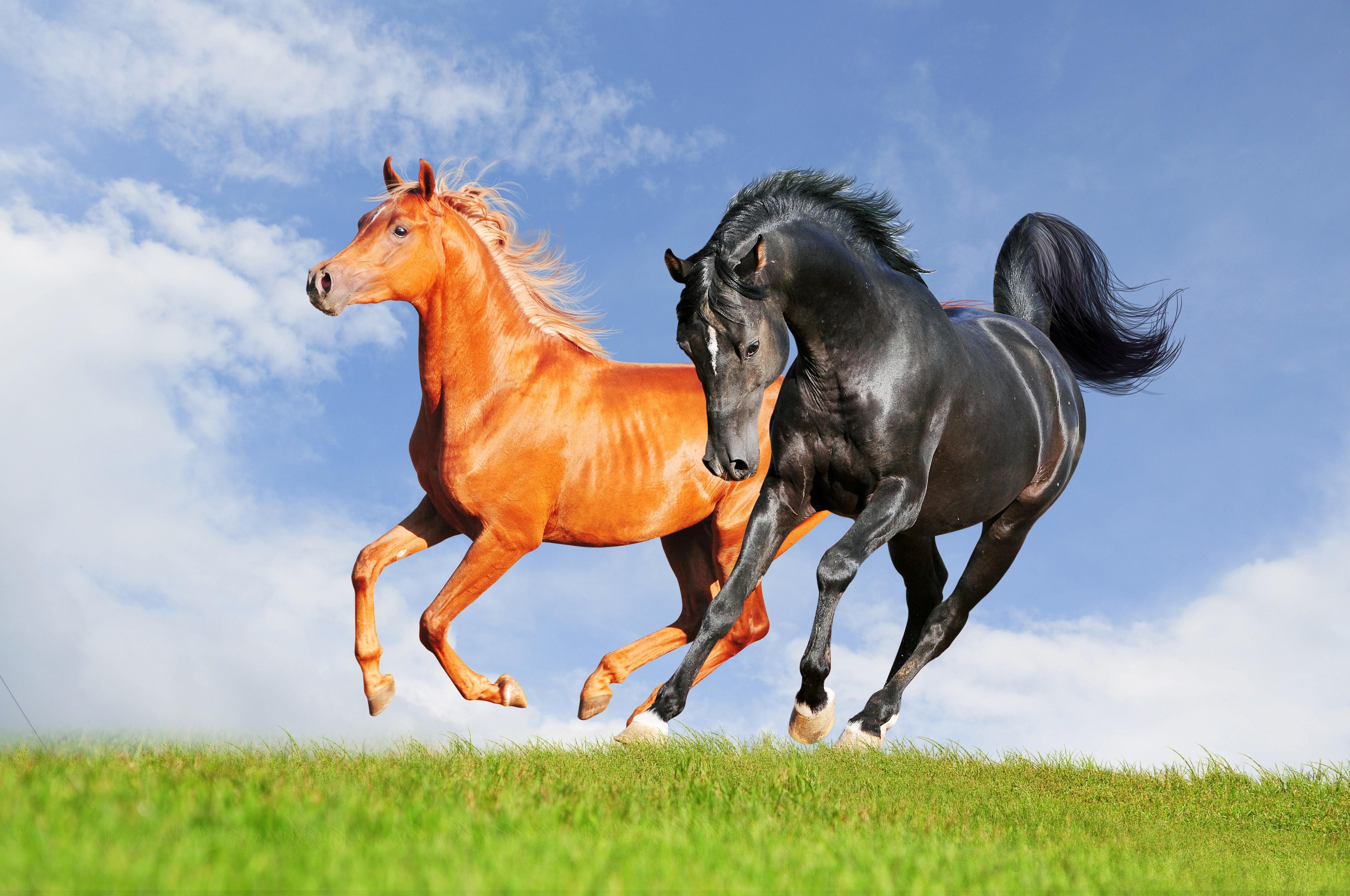4800 x 3188 · jpeg - animals, Horse, Nature Wallpapers HD / Desktop and Mobile Backgrounds