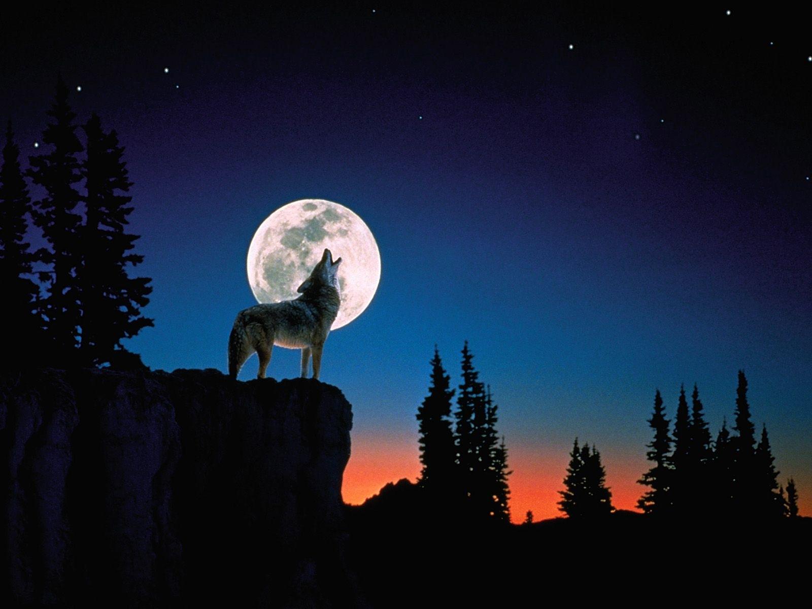 1600 x 1200 · jpeg - 10 Best Wolf Howling At The Moon Wallpaper FULL HD 1080p For PC ...