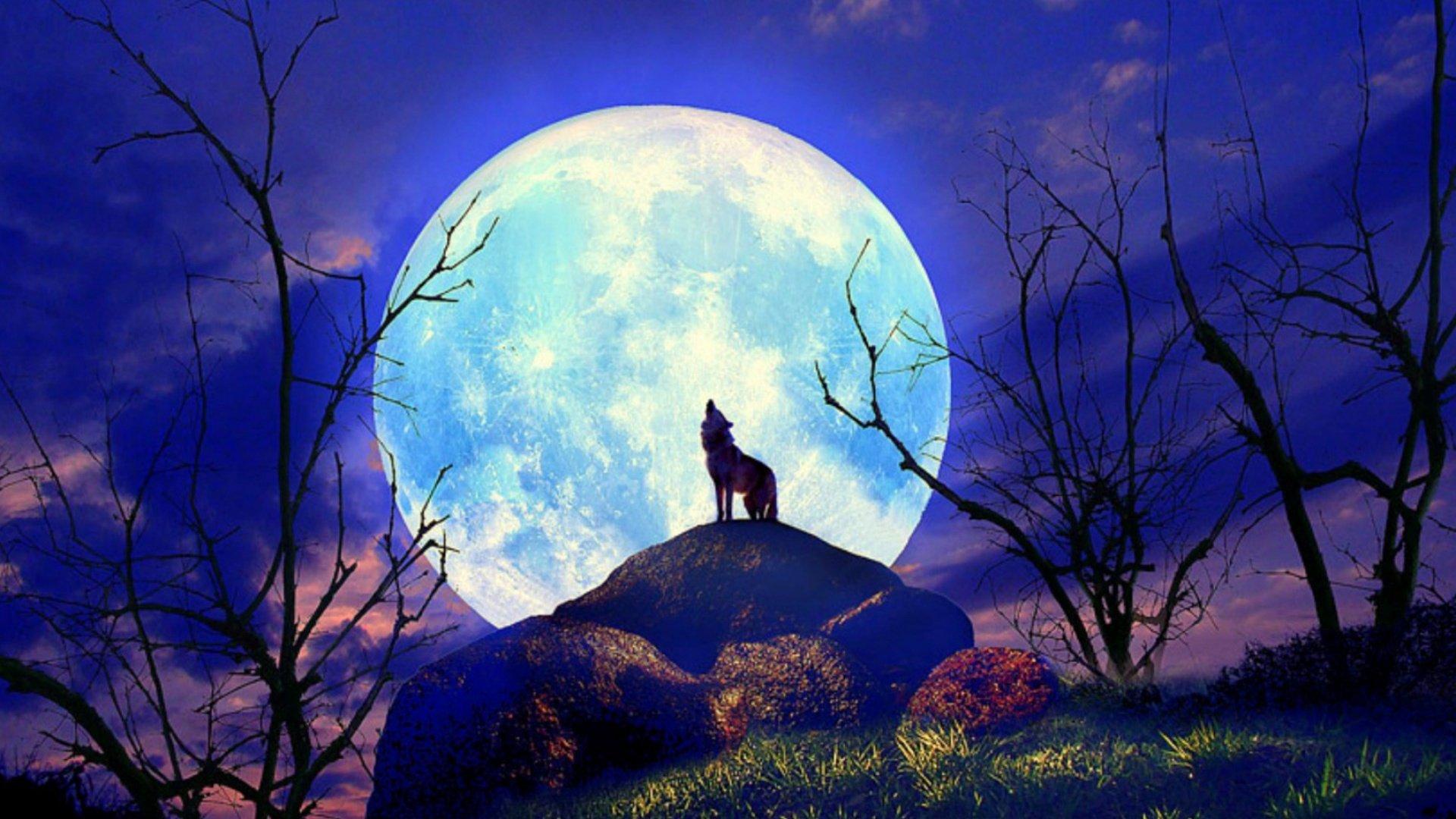 1920 x 1080 · jpeg - wolf, Nature, Full, Moon, Yelp Wallpapers HD / Desktop and Mobile ...