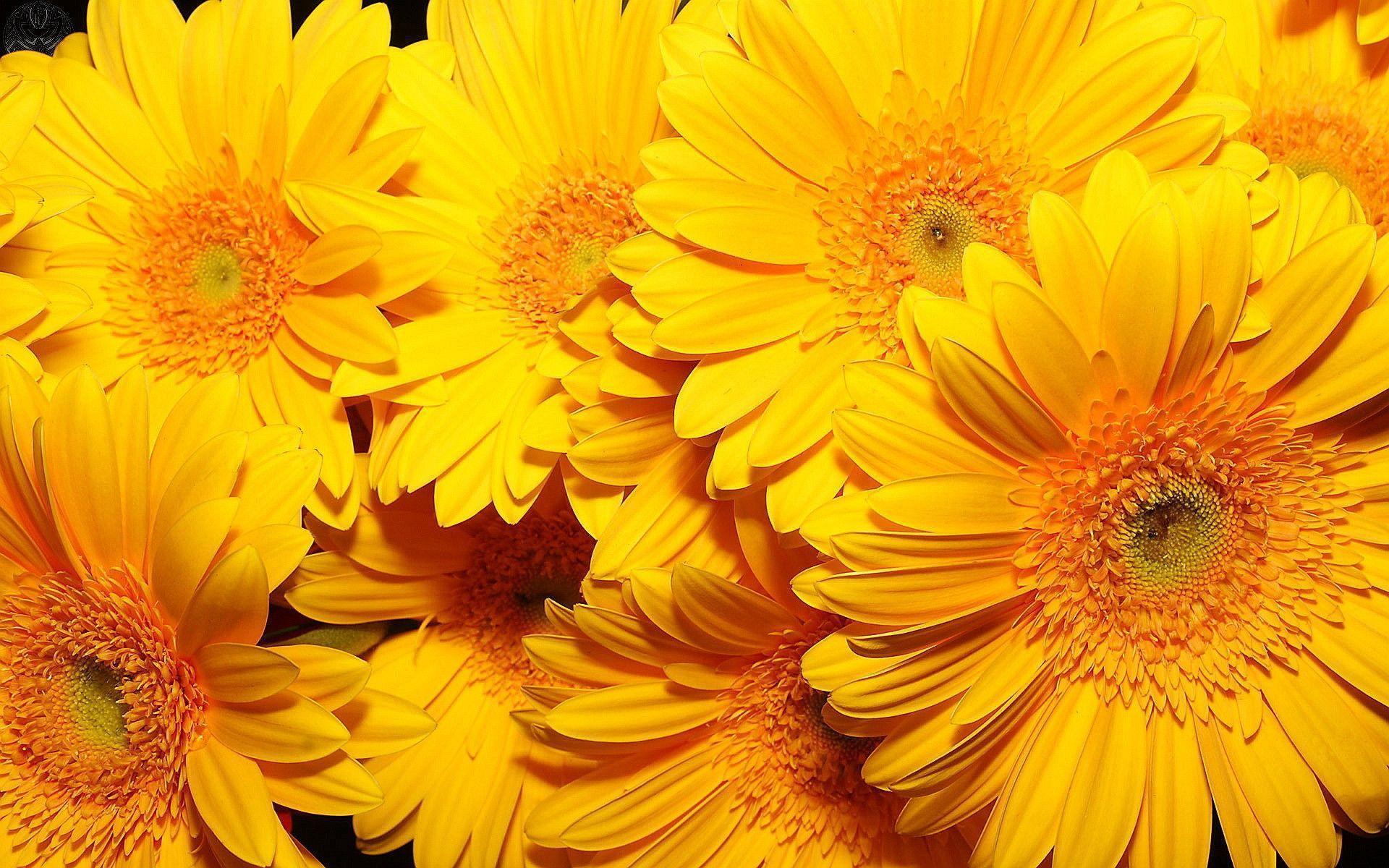 1920 x 1200 · jpeg - Yellow Flowers Wallpapers - Wallpaper Cave