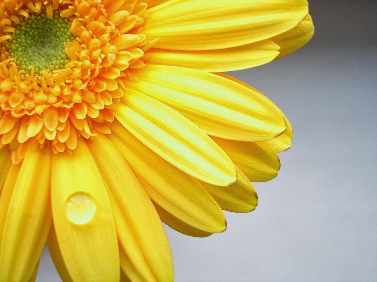 1280 x 960 · jpeg - Yellow flower wallpaper - beautiful desktop wallpapers 2014