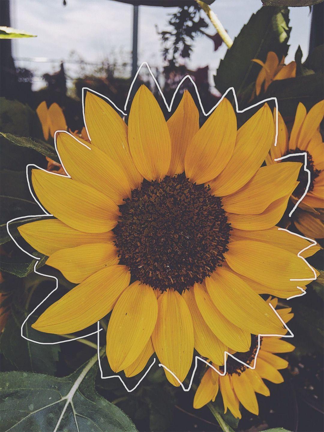 1080 x 1440 · jpeg - Aesthetic Sunflower Picture Wallpapers - Wallpaper Cave