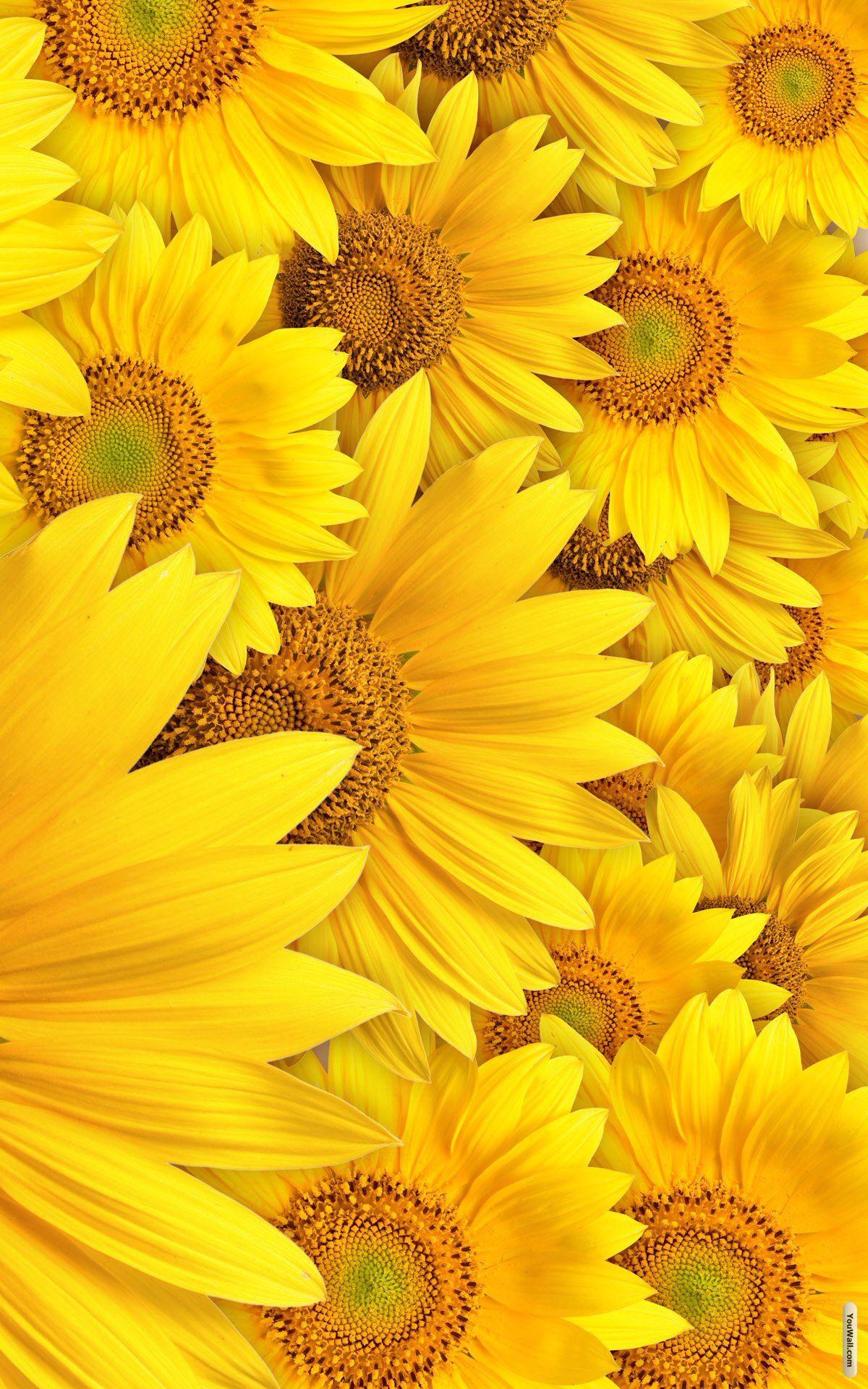 1200 x 1920 · jpeg - Best Aesthetic Wallpapers Yellow Sunflower Background