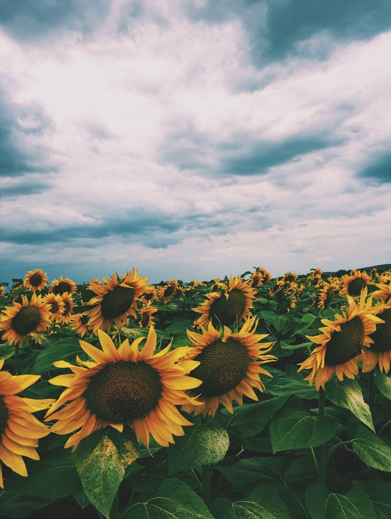 1242 x 1649 · jpeg - Clouds Sunflower Aesthetic Wallpapers - Wallpaper Cave