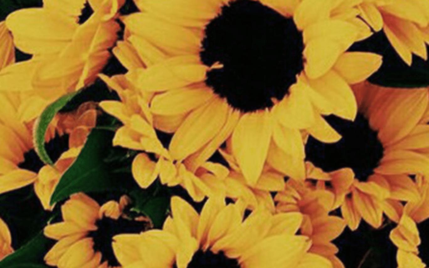 1368 x 855 · png - Sunflower Yellow Tumblr Aesthetic Wallpapers - Top Free Sunflower ...
