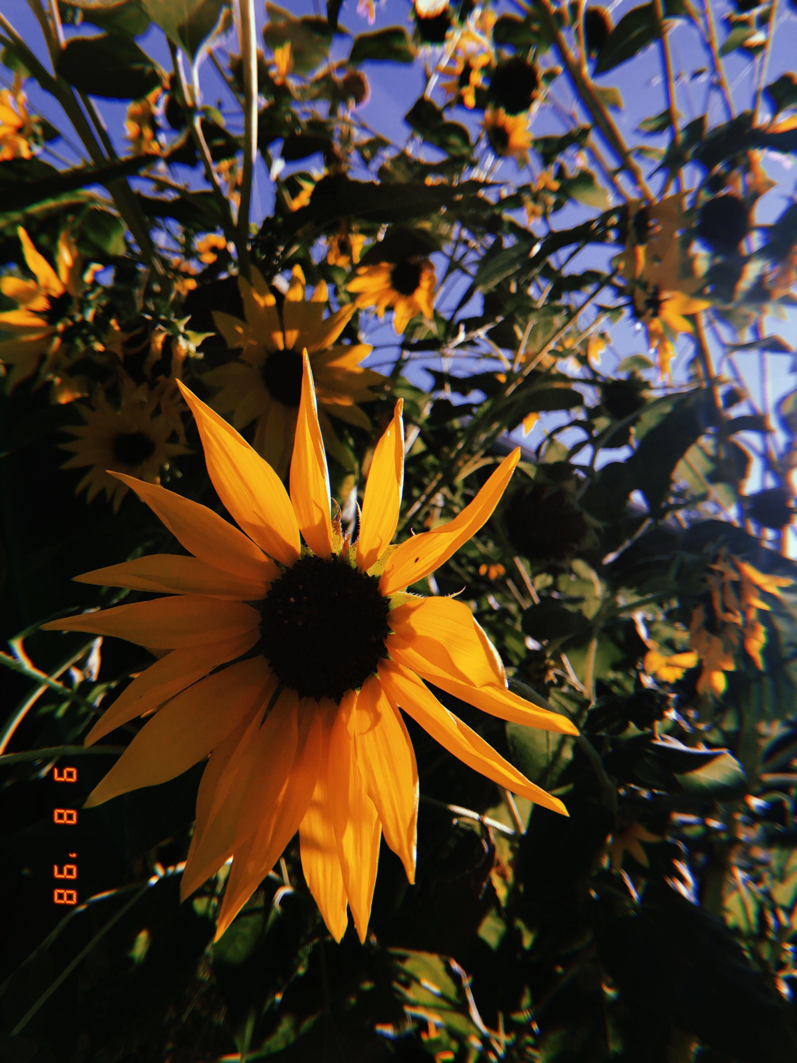 3024 x 4032 · jpeg - Vsco Hintergrund Sonnenblume