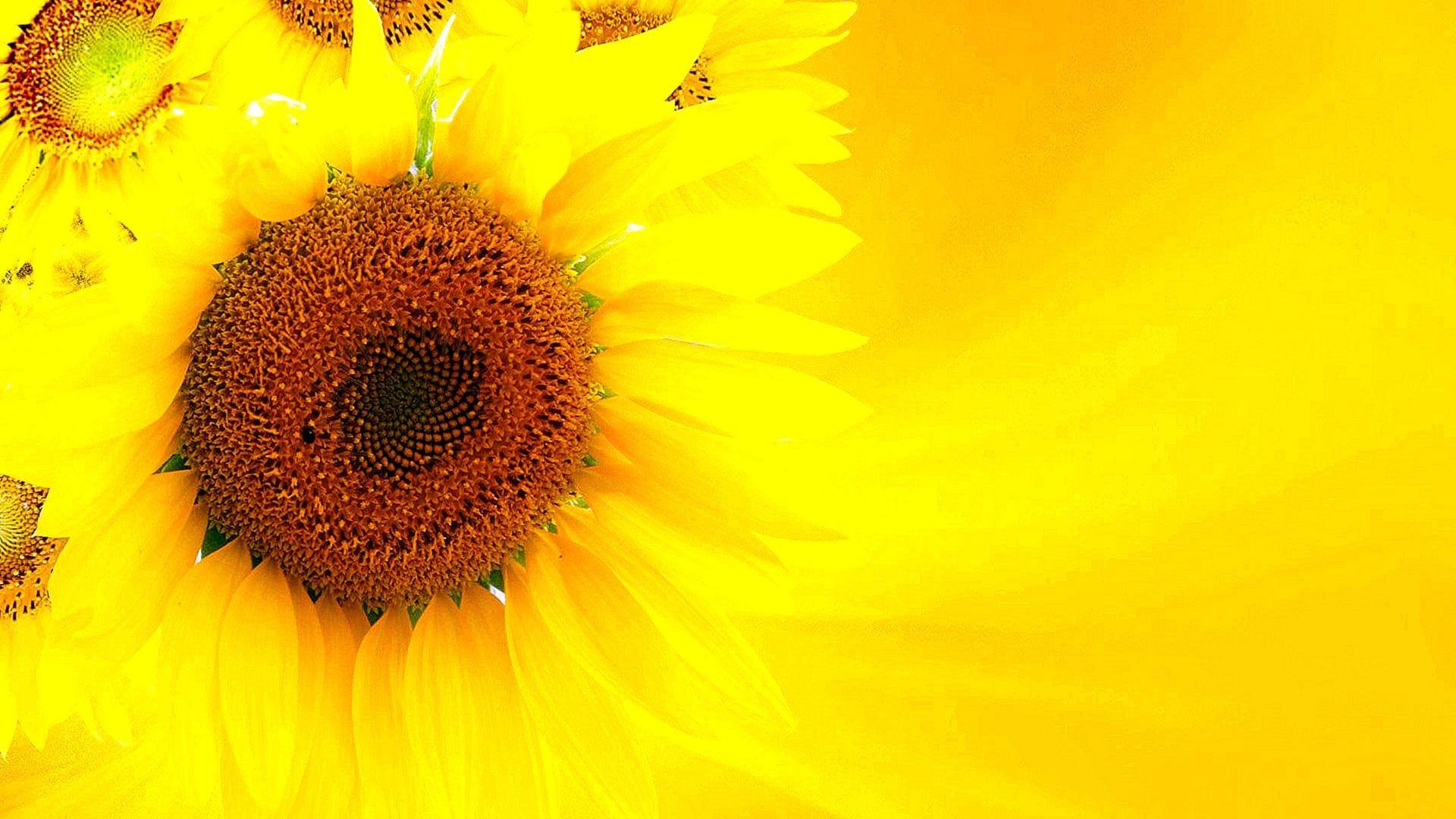 1920 x 1080 · jpeg - Yellow Sunflower Aesthetic Wallpapers - Top Free Yellow Sunflower ...