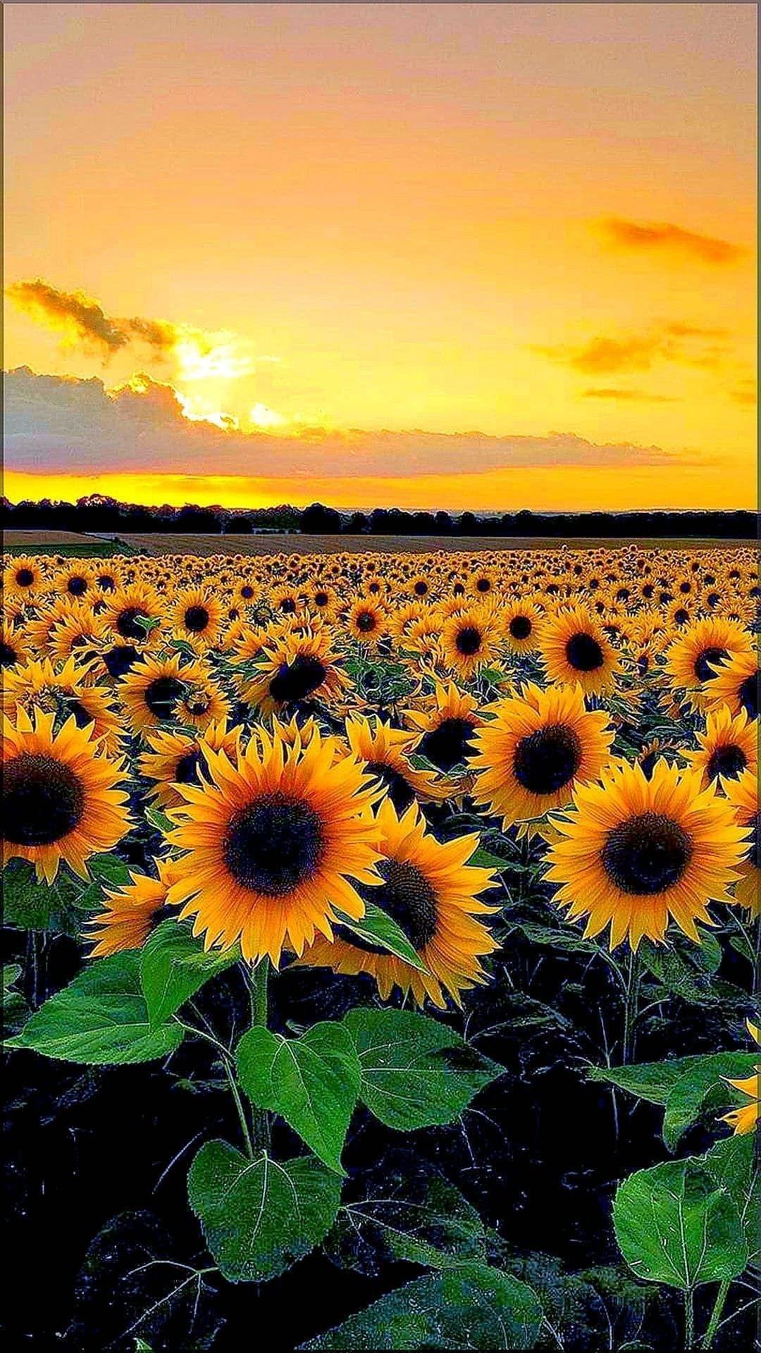 1080 x 1920 · jpeg - SunFlower: View Tumblr Sunflower Tumblr Yellow Aesthetic Wallpapers PNG