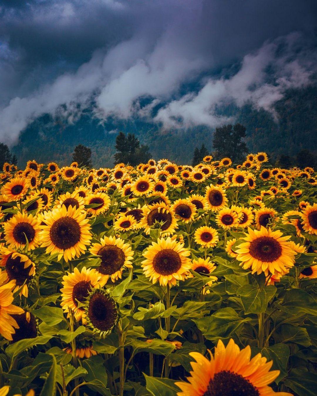 1080 x 1350 · jpeg - [50+] Yellow Aesthetic Sunflowers HD Wallpapers (Desktop Background ...